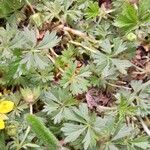 Potentilla verna Blatt