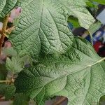 Hydrangea quercifolia Foglia