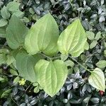 Smilax lasioneura Leaf