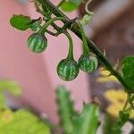 Solanum procumbens Fruto