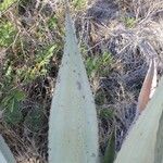 Agave asperrima Leaf