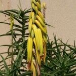 Aloe striatula Fleur