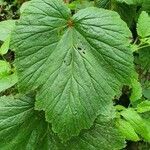 Begonia formosana Leaf