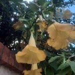 Brugmansia versicolor Flower