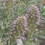 Echium webbii Іншае