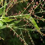 Urochloa fusca Плод