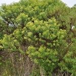 Hubertia ambavilla Habitatea