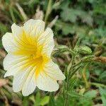 Salpiglossis sinuata Çiçek