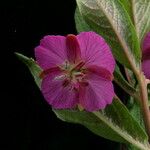 Epilobium conspersum Агульны выгляд