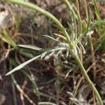 Scabiosa pyrenaica Foglia