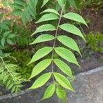 Sorbaria kirilowii পাতা