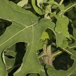 Verbesina turbacensis Likasa