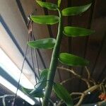 Dendrobium anosmum Blatt