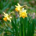 Narcissus pseudonarcissus Blatt