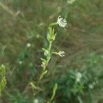 Silene tatarica Blomma