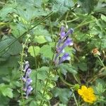 Scutellaria altissima Συνήθη χαρακτηριστικά