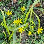 Gagea lutea 花