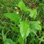 Solanum carolinenseLevél