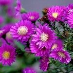 Symphyotrichum novi-belgii Flor