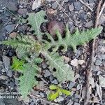 Centaurea benedicta 叶