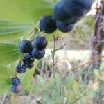 Polygonatum odoratum Frucht