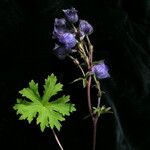 Delphinium nepalense Habit