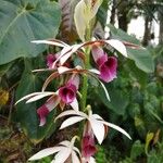 Phaius tankervilleae Virág