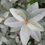 Elaeagnus commutata पत्ता