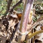 Salvia aethiopis Bark