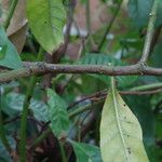 Psychotria carthagenensis 樹皮