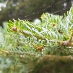 Abies koreana برگ