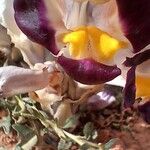 Cistanche violacea Flower