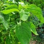 Ocimum gratissimum List