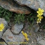 Ranunculus demissus 形態
