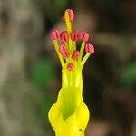 Mezoneuron cucullatum 花