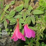 Dendrobium cuthbertsonii Fulla