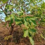 Searsia natalensis Leaf