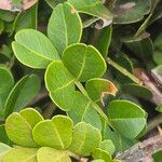 Haplocoelum foliolosum Leaf