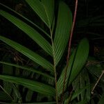 Calyptrogyne trichostachys Hoja