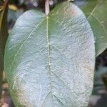 Ficus assamica Leaf