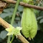 Sechium edule Φρούτο
