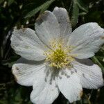 Anemonoides nemorosa Kwiat