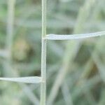 Aeluropus littoralis Feuille