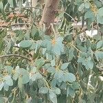 Eucalyptus gunnii Leht