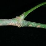 Piper prismaticum Bark