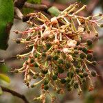 Arbutus xalapensis Fruit