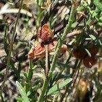 Cistus monspeliensis Fruchs