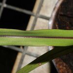 Pennisetum glaucum Folha