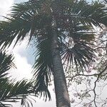 Adonidia merrillii पत्ता