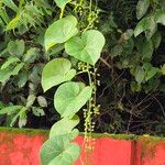 Tinospora cordifolia 果實